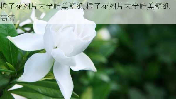 栀子花图片大全唯美壁纸,栀子花图片大全唯美壁纸高清-第3张图片-花卉百科