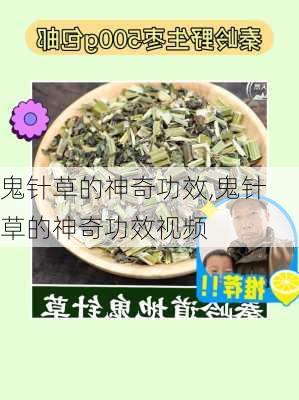 鬼针草的神奇功效,鬼针草的神奇功效视频