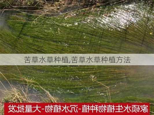 苦草水草种植,苦草水草种植方法-第1张图片-花卉百科