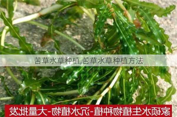 苦草水草种植,苦草水草种植方法-第3张图片-花卉百科