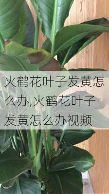 火鹤花叶子发黄怎么办,火鹤花叶子发黄怎么办视频-第2张图片-花卉百科