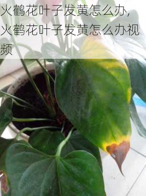 火鹤花叶子发黄怎么办,火鹤花叶子发黄怎么办视频