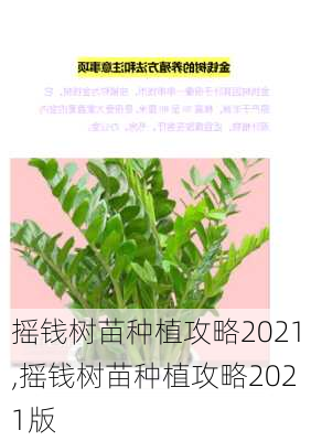 摇钱树苗种植攻略2021,摇钱树苗种植攻略2021版-第1张图片-花卉百科