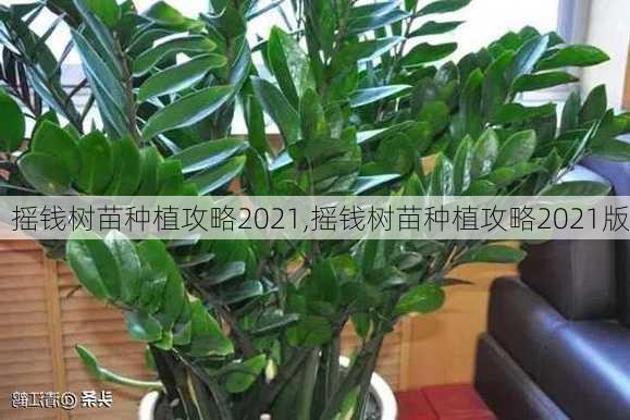 摇钱树苗种植攻略2021,摇钱树苗种植攻略2021版-第2张图片-花卉百科