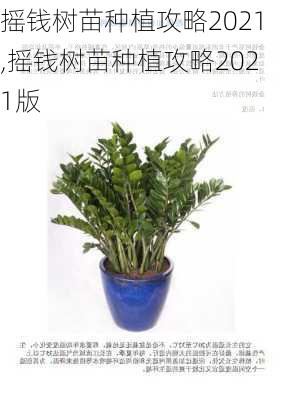 摇钱树苗种植攻略2021,摇钱树苗种植攻略2021版-第3张图片-花卉百科