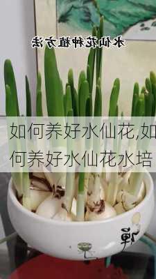 如何养好水仙花,如何养好水仙花水培-第1张图片-花卉百科