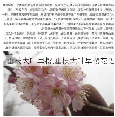 垂枝大叶早樱,垂枝大叶早樱花语-第1张图片-花卉百科