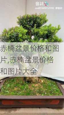 赤楠盆景价格和图片,赤楠盆景价格和图片大全