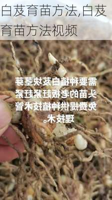 白芨育苗方法,白芨育苗方法视频-第2张图片-花卉百科