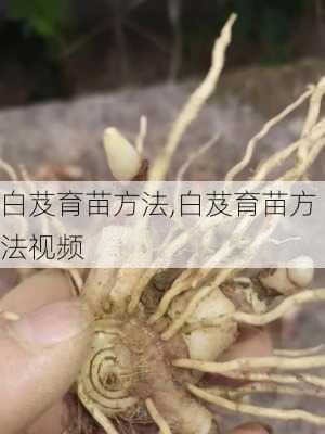 白芨育苗方法,白芨育苗方法视频-第3张图片-花卉百科