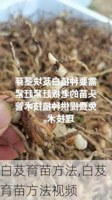 白芨育苗方法,白芨育苗方法视频