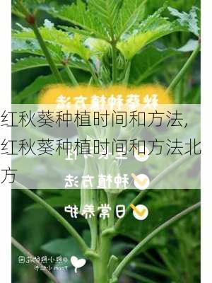 红秋葵种植时间和方法,红秋葵种植时间和方法北方-第1张图片-花卉百科