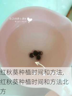 红秋葵种植时间和方法,红秋葵种植时间和方法北方-第3张图片-花卉百科