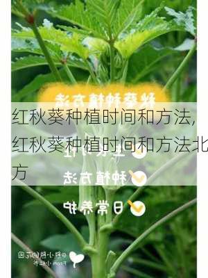 红秋葵种植时间和方法,红秋葵种植时间和方法北方-第2张图片-花卉百科