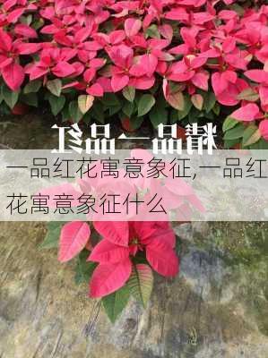 一品红花寓意象征,一品红花寓意象征什么-第2张图片-花卉百科