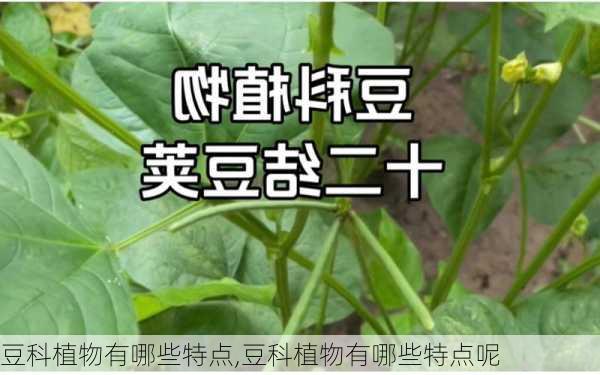 豆科植物有哪些特点,豆科植物有哪些特点呢