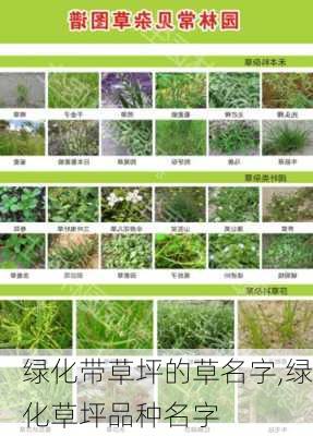 绿化带草坪的草名字,绿化草坪品种名字-第1张图片-花卉百科