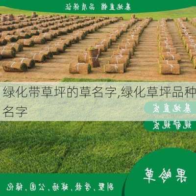 绿化带草坪的草名字,绿化草坪品种名字-第2张图片-花卉百科