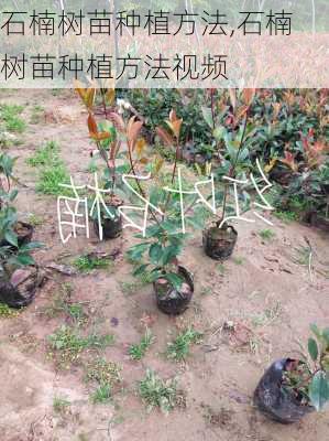 石楠树苗种植方法,石楠树苗种植方法视频-第2张图片-花卉百科