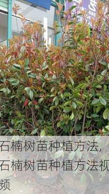 石楠树苗种植方法,石楠树苗种植方法视频-第3张图片-花卉百科