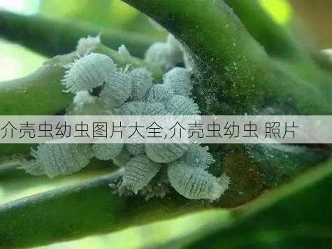 介壳虫幼虫图片大全,介壳虫幼虫 照片