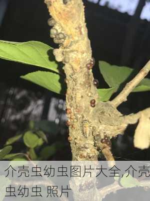 介壳虫幼虫图片大全,介壳虫幼虫 照片-第2张图片-花卉百科