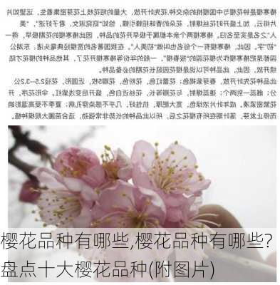 樱花品种有哪些,樱花品种有哪些?盘点十大樱花品种(附图片)