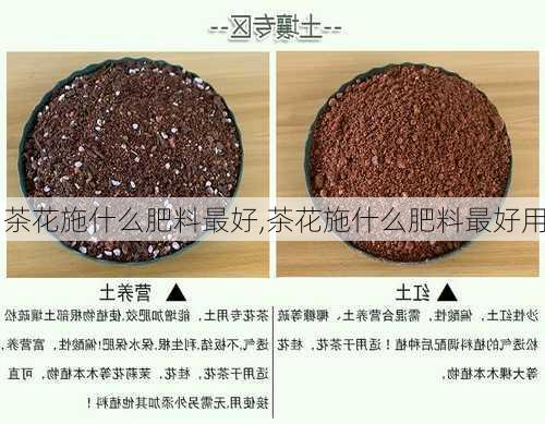 茶花施什么肥料最好,茶花施什么肥料最好用-第3张图片-花卉百科