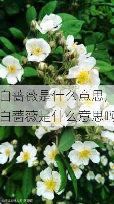 白蔷薇是什么意思,白蔷薇是什么意思啊-第2张图片-花卉百科