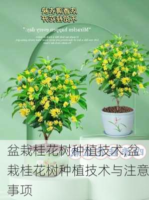 盆栽桂花树种植技术,盆栽桂花树种植技术与注意事项