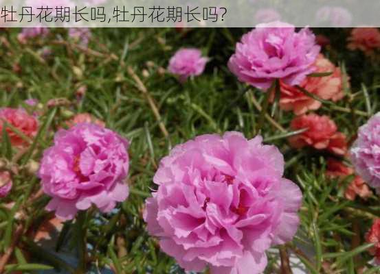 牡丹花期长吗,牡丹花期长吗?