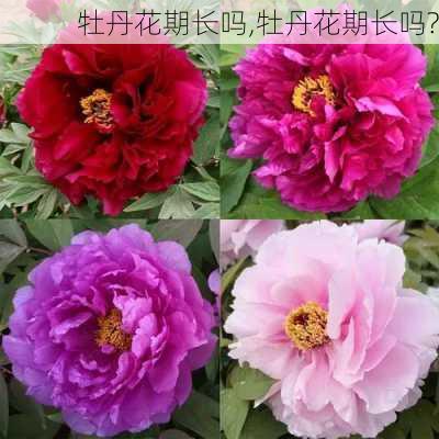 牡丹花期长吗,牡丹花期长吗?-第3张图片-花卉百科