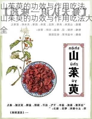 山茱萸的功效与作用吃法,山茱萸的功效与作用吃法大全