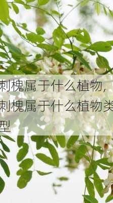 刺槐属于什么植物,刺槐属于什么植物类型-第2张图片-花卉百科