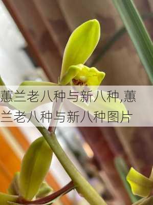 蕙兰老八种与新八种,蕙兰老八种与新八种图片-第2张图片-花卉百科