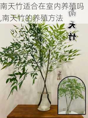 南天竹适合在室内养殖吗,南天竹的养殖方法-第2张图片-花卉百科