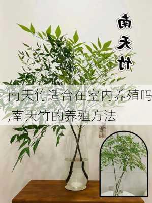 南天竹适合在室内养殖吗,南天竹的养殖方法-第3张图片-花卉百科