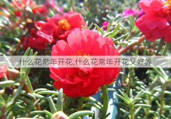 什么花常年开花,什么花常年开花又好养-第2张图片-花卉百科