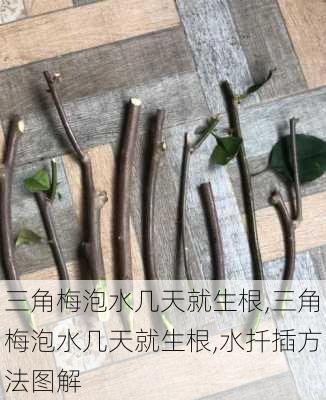 三角梅泡水几天就生根,三角梅泡水几天就生根,水扦插方法图解-第2张图片-花卉百科