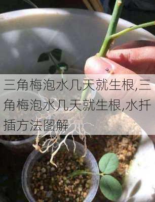 三角梅泡水几天就生根,三角梅泡水几天就生根,水扦插方法图解