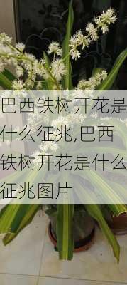 巴西铁树开花是什么征兆,巴西铁树开花是什么征兆图片-第1张图片-花卉百科