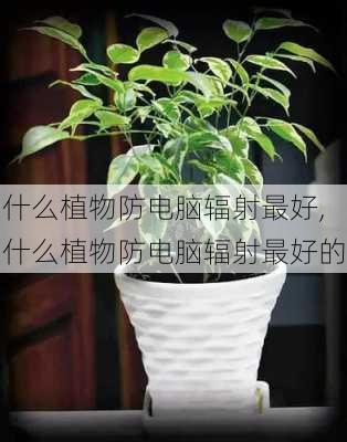 什么植物防电脑辐射最好,什么植物防电脑辐射最好的-第1张图片-花卉百科