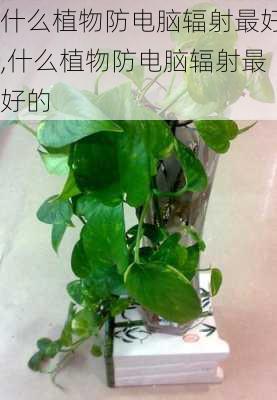 什么植物防电脑辐射最好,什么植物防电脑辐射最好的-第3张图片-花卉百科