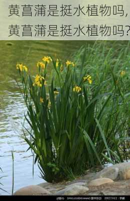 黄菖蒲是挺水植物吗,黄菖蒲是挺水植物吗?