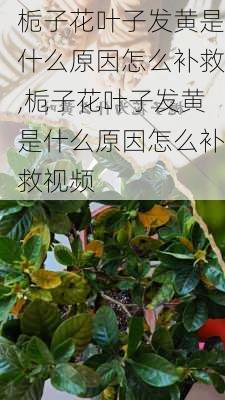 栀子花叶子发黄是什么原因怎么补救,栀子花叶子发黄是什么原因怎么补救视频