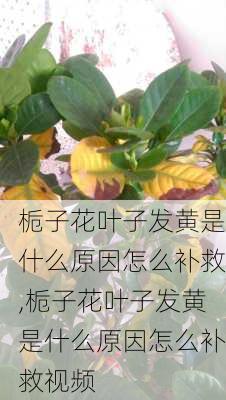 栀子花叶子发黄是什么原因怎么补救,栀子花叶子发黄是什么原因怎么补救视频-第2张图片-花卉百科