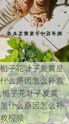 栀子花叶子发黄是什么原因怎么补救,栀子花叶子发黄是什么原因怎么补救视频-第3张图片-花卉百科