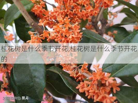 桂花树是什么季节开花,桂花树是什么季节开花的