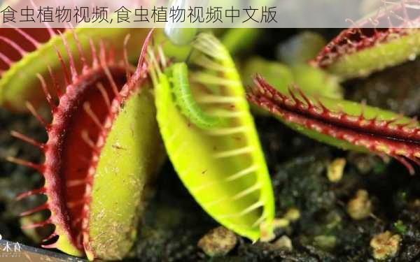 食虫植物视频,食虫植物视频中文版