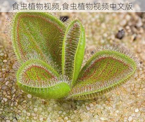 食虫植物视频,食虫植物视频中文版-第2张图片-花卉百科